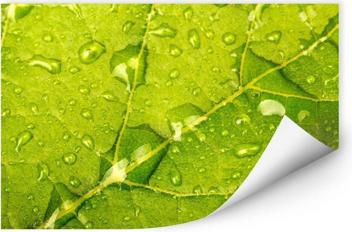 Produktbild Trenddeko Wasserperlen (30 x 20 cm, 80 x 50 cm, 45 x 30 cm, 120 x 80 cm, 60 x 40 cm, 100 x 70 cm, 150 x 100 cm)