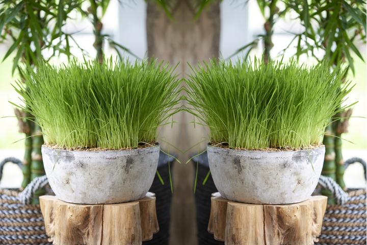 Produktbild Plant in a Box Cyperus zumula - 6er Set Zyperngras (30 cm)