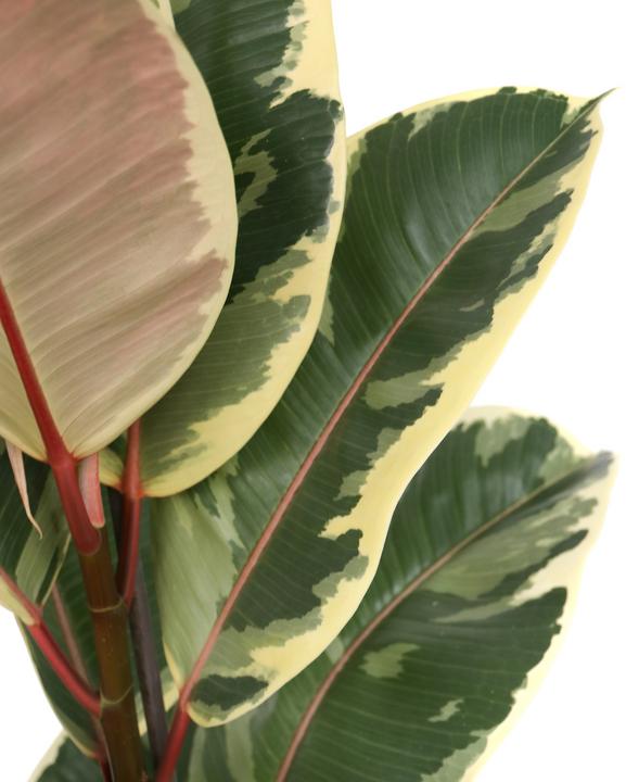 Produktbild Plant in a Box Ficus Elastica Tineke - Gummibaum (90 cm)