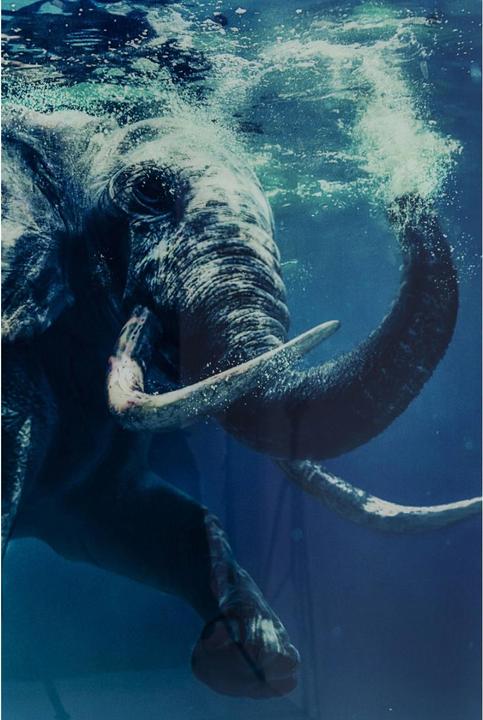 Produktbild Kare Design Bild Glas Swimming Elephant 180x120cm (120 x 180 cm)