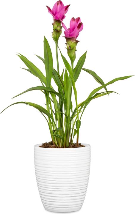 Actual product image Scheurich Panna (12.60 cm)