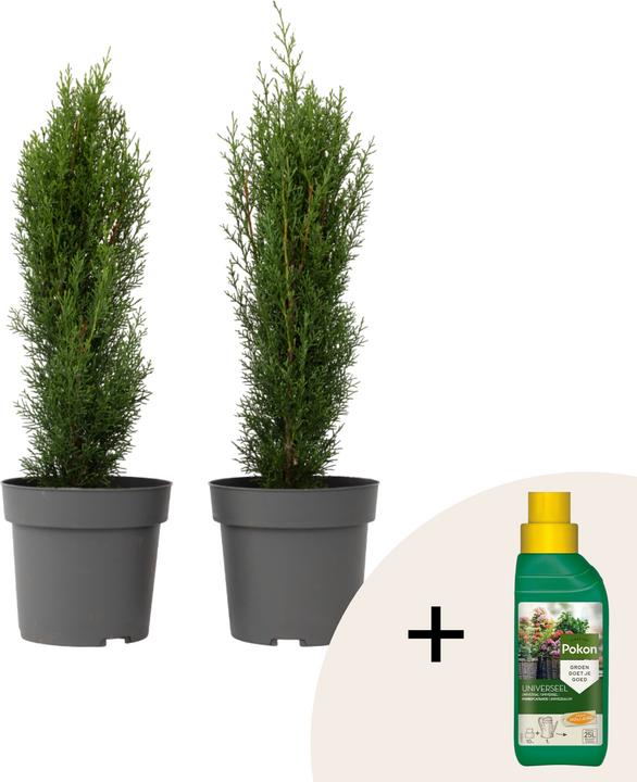 Produktbild Plant in a Box Cupressus sempervirens 'Totem' - 2er Set Toskanische Zypresse (60 cm)