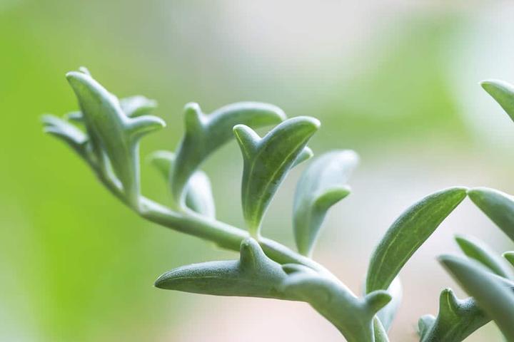 Image du produit Plant in a Box Senecio peregrinus - Lot de 2 plantes dauphin (10 cm)