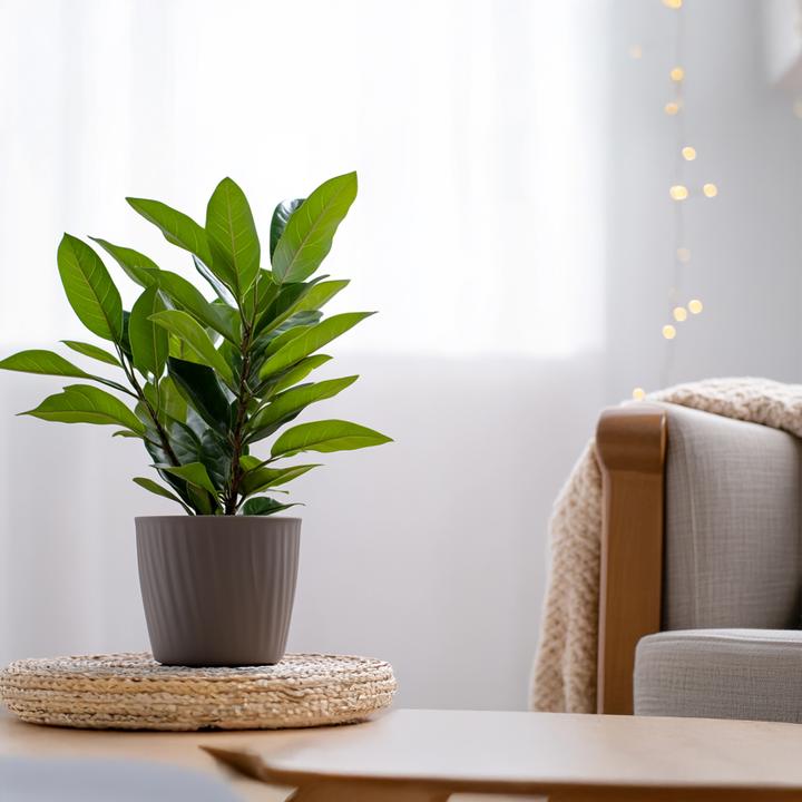 Produktbild Plant in a Box Laurus nobilis Laurus nobilis - Lorbeerstrauch (30 cm)