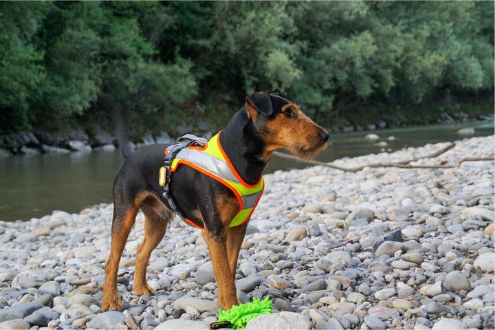 Actual product image Grossenbacher Chest harness Fun Run Reflective with LED S (S, Dog, Walks, Work, Dog sport)