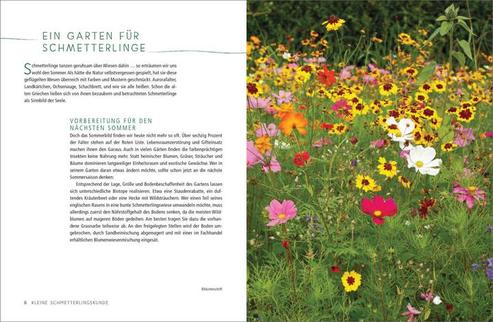 Produktbild Ein Gartenparadies für Schmetterlinge. Die schönsten Blumen, Stauden, Kräuter und Sträucher für (Deutsch, Ursula Kopp, 2020)