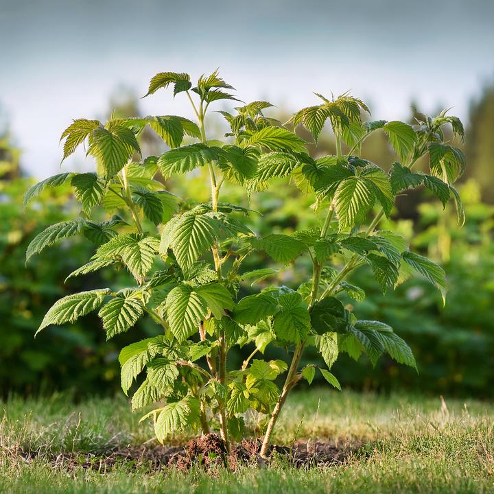 Produktbild Plant in a Box Rubus idaeus Malling Promise - 2er Set Himbeerpflanze (50 cm)