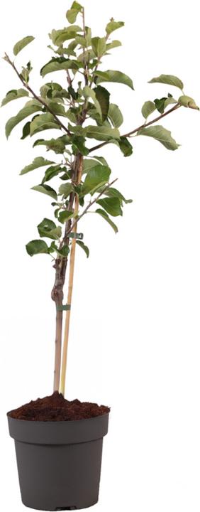 Produktbild Plant in a Box Malus domestica 'Elstar' - Apfelbaum (90 cm)