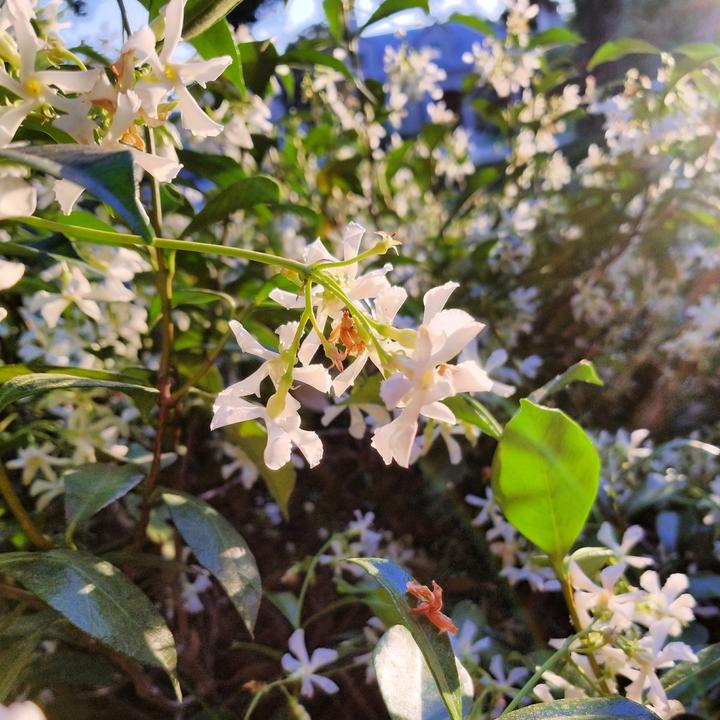 Produktbild Plant in a Box Trachelospermum jasminoides 'Pink Showers' - (110 cm)