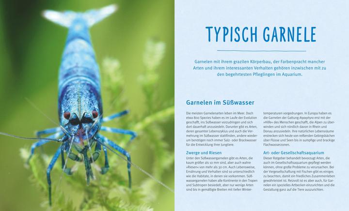 Image du produit Süsswasser-Garnelen (Allemand, Chris Lukhaup, 2017)
