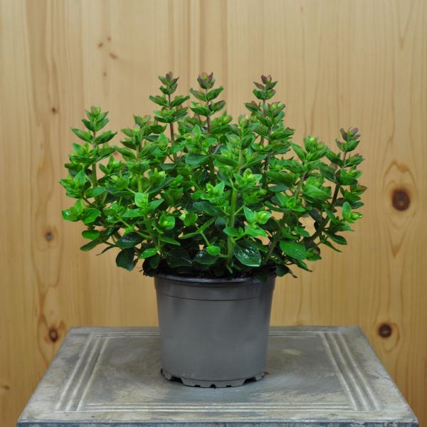 Säntispracht Lot de 4, houblon-origan (30 cm)