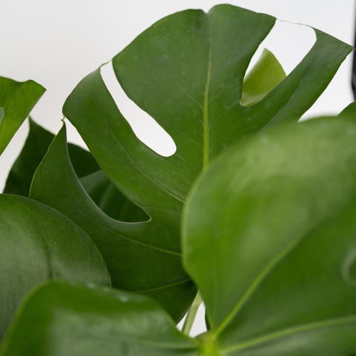 Actual product image Plant in a Box Monstera Deliciosa - Window Leaf (60 cm)