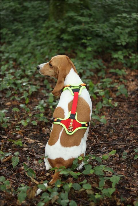 Immagine prodotto Niggeloh Pettorina per cani Segui il sentiero (M, Cane, Sport cane)