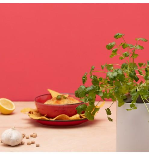 Actual product image Prêt à Pousser Coriander (Herb seeds)