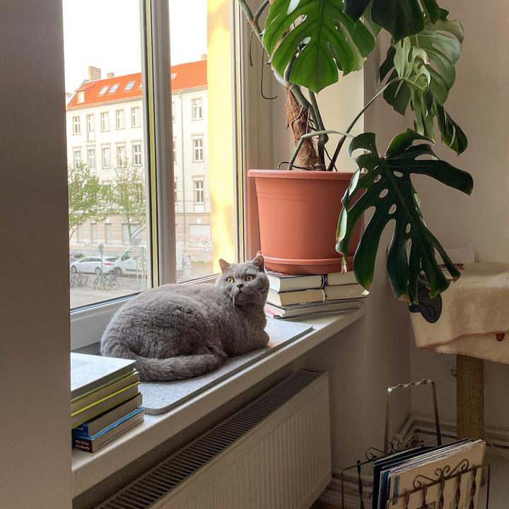 Immagine prodotto LucyBalu FELTY Fensterbrettauflage (Gatto)