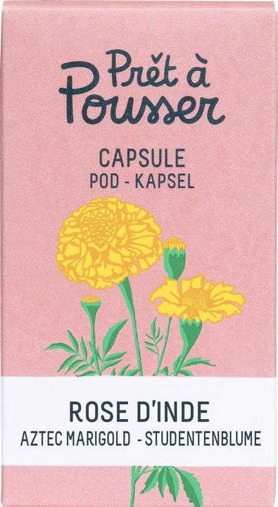 Prêt à Pousser Saatgut Indische Rose (Kräutersamen)
