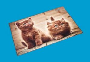 Actual product image Läufer Kittens (40 x 53 cm)