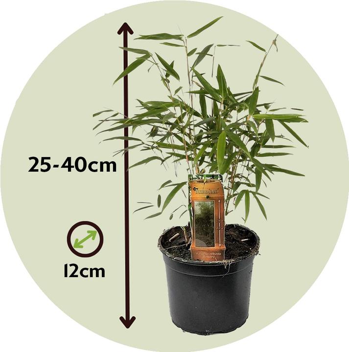 Actual product image Plant in a Box Fargesia scabrida Asian Wonder - Set of 6 Asian Wonder Bamboo (25 cm)