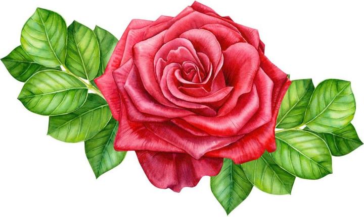 Actual product image Trenddeko Red rose XXL (67 x 40 cm)
