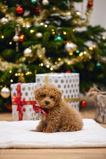 Immagine prodotto Beeztees Peluche natalizio rosso (Maglione per cani)