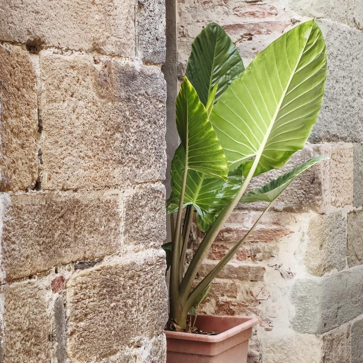 Actual product image Plant in a Box Alocasia Odora - Big Elephant Ear (55 cm)