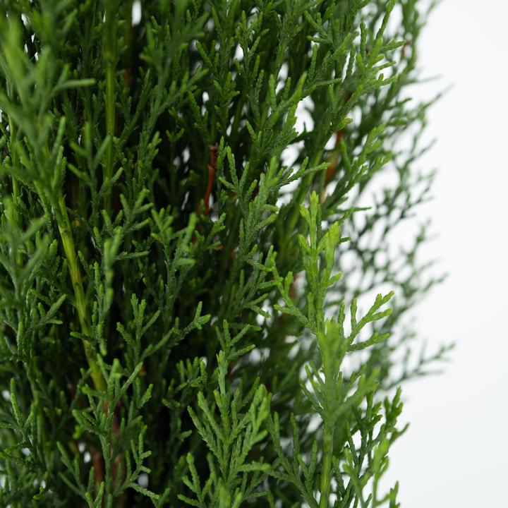 Actual product image Plant in a Box Cupressus sempervirens totem - Toskanische Zypresse (60 cm)