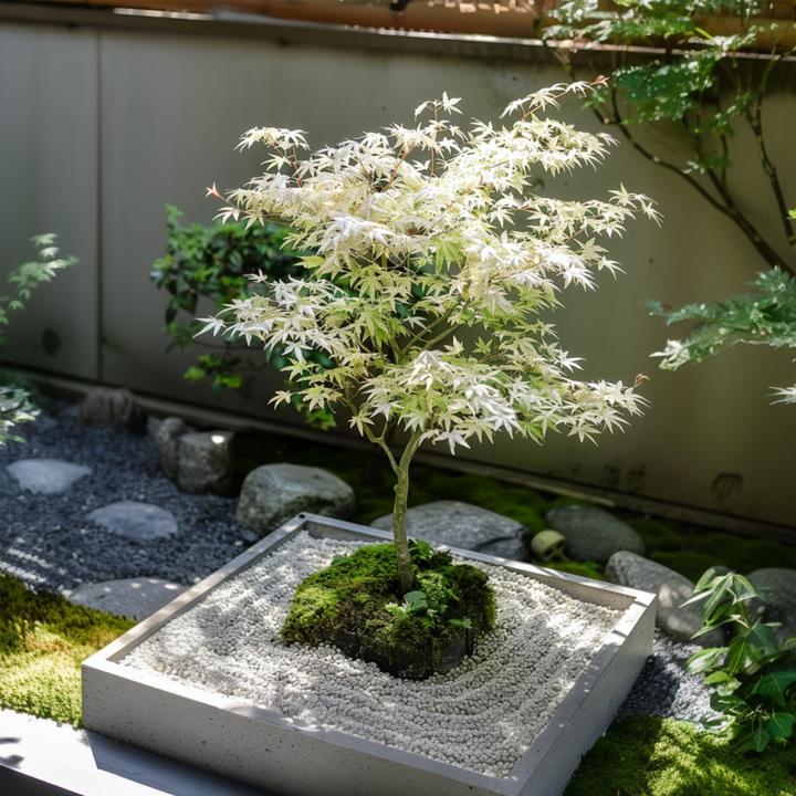 Produktbild Plant in a Box Acer palmatum 'Ukigumo' - Japanischer Ahorn (50 cm)