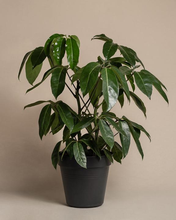 Immagine prodotto feey Schefflera amate (105 cm, Appena rinvasata)