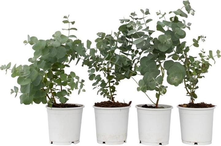 Produktbild Plant in a Box Eucalyptus Pulverulenta - 4er Set Silberblättriger Eukalyptus (25 cm)