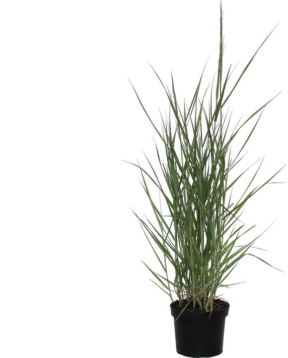 Produktbild Zulauf Rutenhirse / Panicum virgatum 'Prairie Sky' (30 cm)