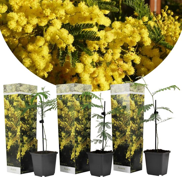 Actual product image Plant in a Box Acacia dealbata Mimosa - Mimosa plants set of 3 (40 cm)