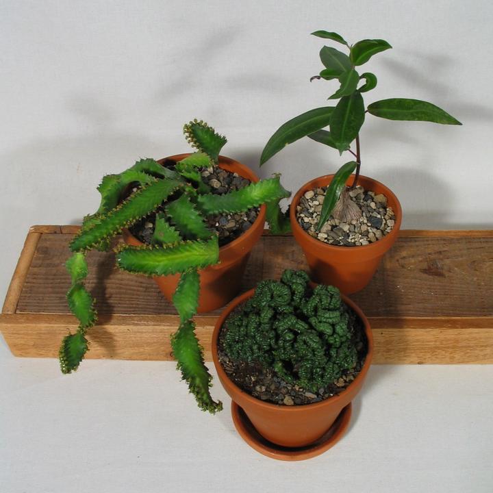 Produktbild Kakteen Gautschi Sukkulenten-Raritäten (20 cm)