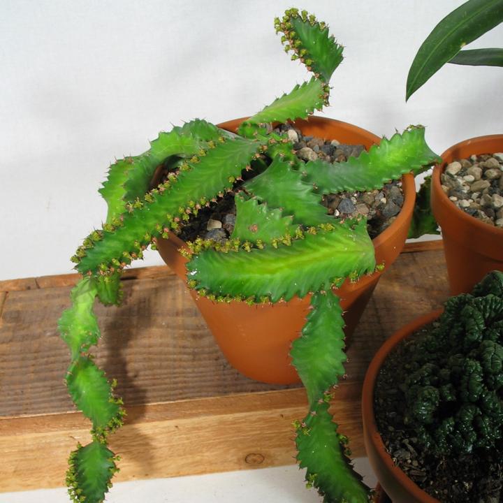 Produktbild Kakteen Gautschi Sukkulenten-Raritäten (20 cm)