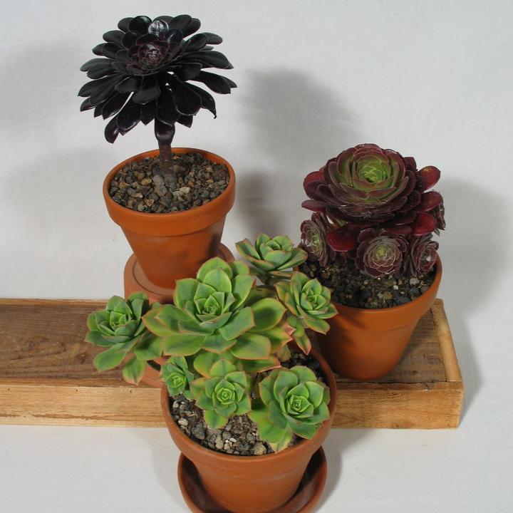 Immagine prodotto Kakteen Gautschi Set Aeonium (30 cm)