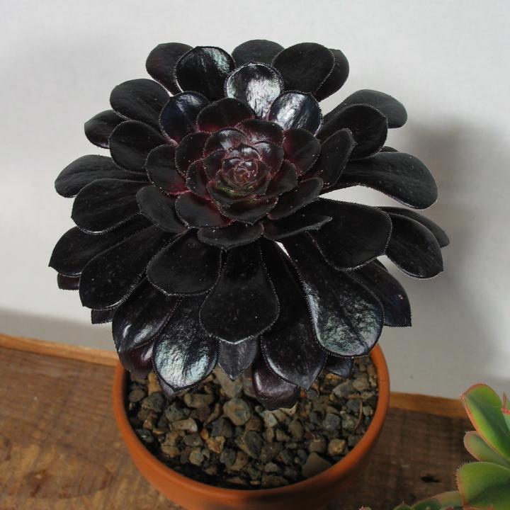 Immagine prodotto Kakteen Gautschi Set Aeonium (30 cm)