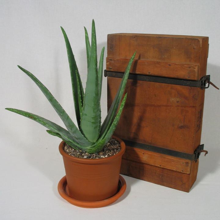 Actual product image Kakteen Gautschi aloe vera (60 cm)