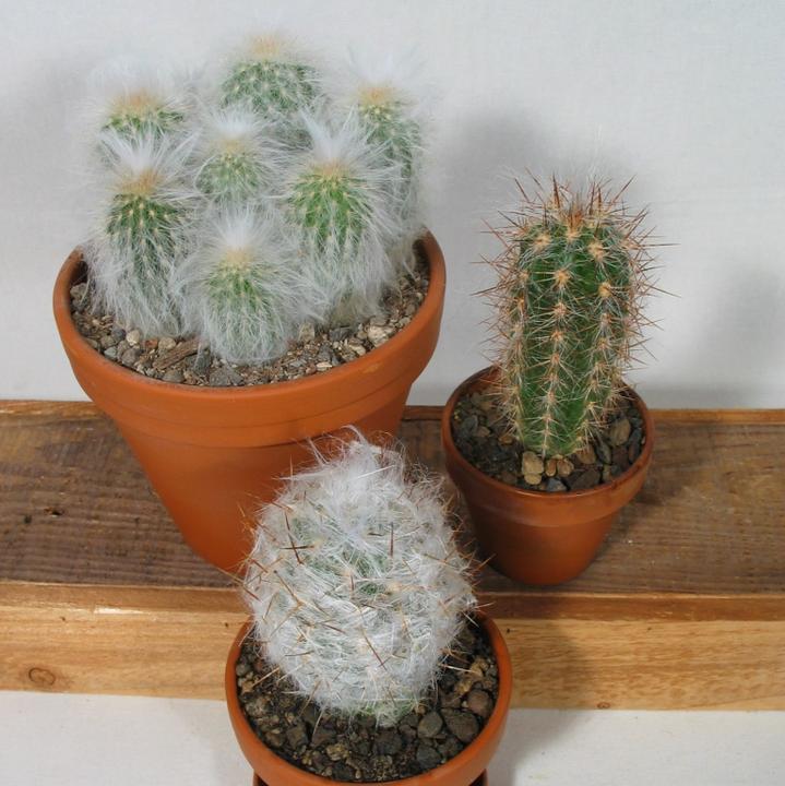 Immagine prodotto Kakteen Gautschi Vecchi pelosi (20 cm)