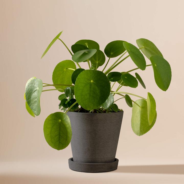 Mary and Plants Ufo Plant HAY Schwarz (30 cm)