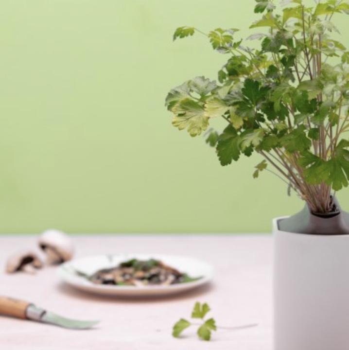 Produktbild Prêt à Pousser Krause Petersilie (Kräutersamen)