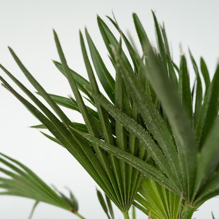 Produktbild Plant in a Box Chamaerops 'Vulcano' - Vulkan Zwergpalme (45 cm)