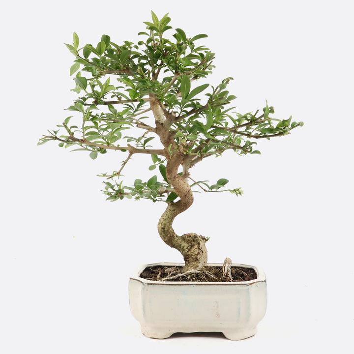 Produktbild Bonsai.ch Ulmus Chinesische Ulme
