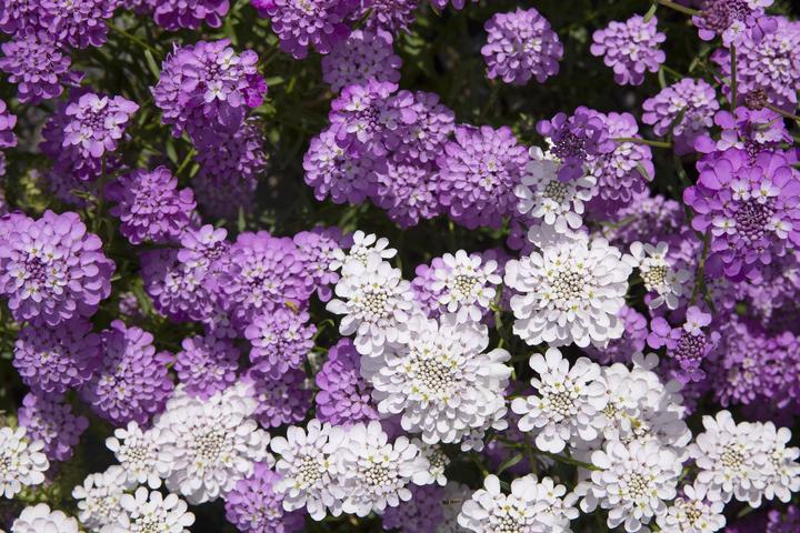 Produktbild Zollinger Bio Schleifenblume, Gemischt (einjährig) (Blumensamen)
