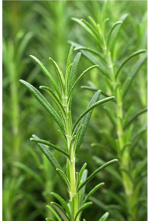 Image du produit Khadi Vitalité Croissance (50 ml)