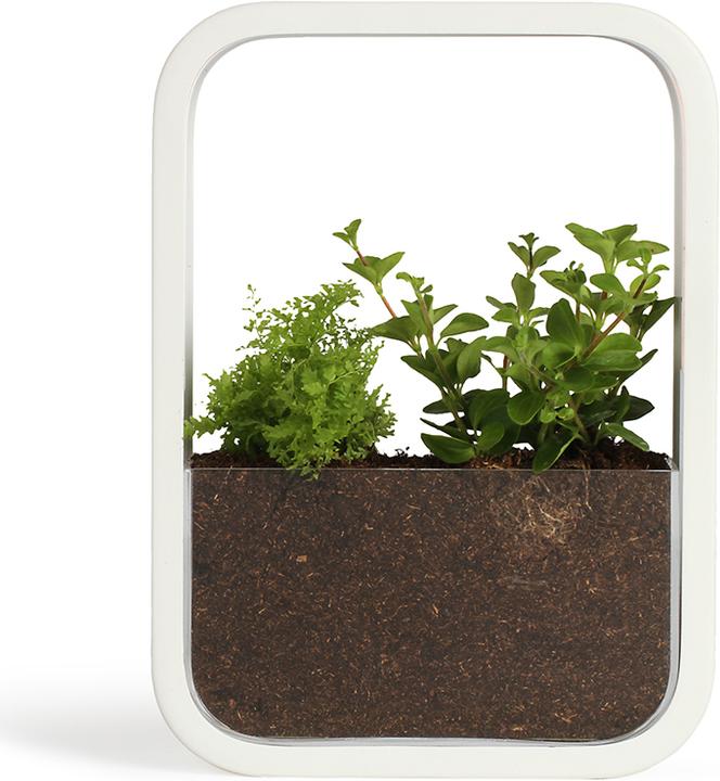Immagine prodotto Livoo Giardino d’interno (5.20 cm)