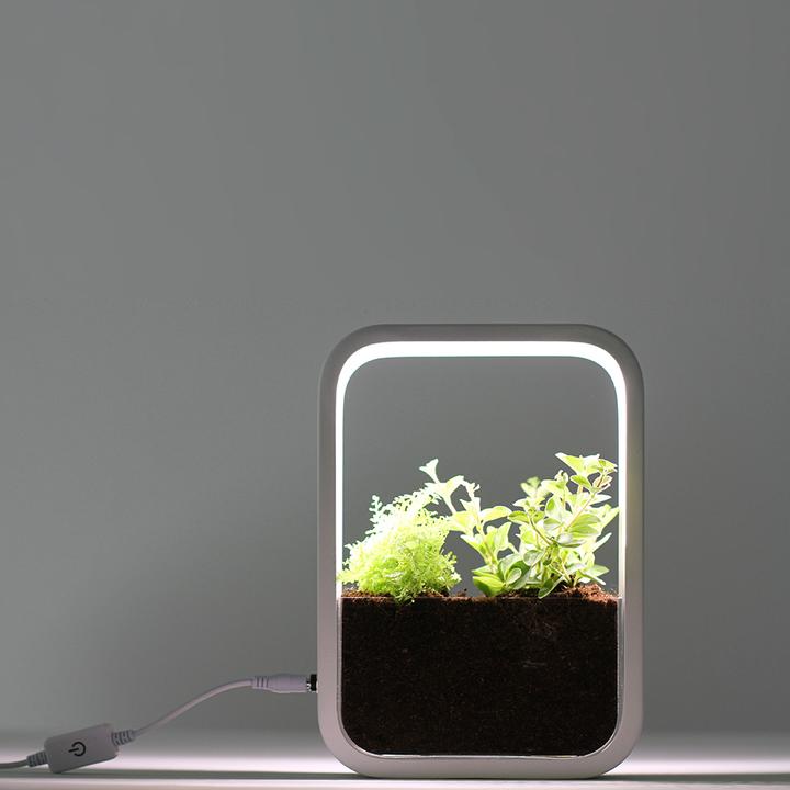 Immagine prodotto Livoo Giardino d’interno (5.20 cm)