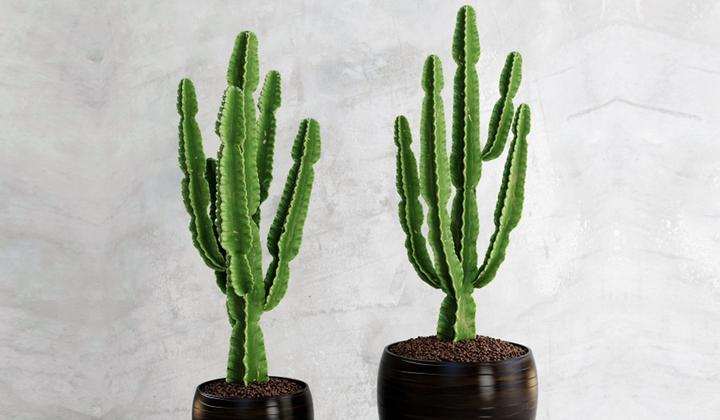 Produktbild Plant in a Box Euphorbia ingens - Kandelaber Euphorbie Kaktus (50 cm)