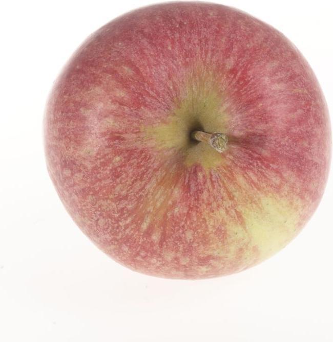 Produktbild Lubera Säulenapfel Malini Equilibro