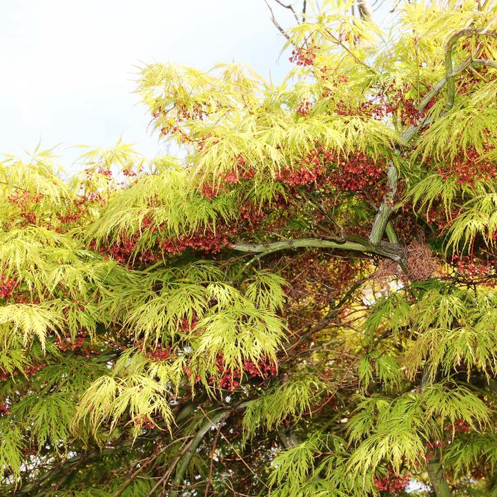 Image du produit Zulauf Japanischer Fächer-Ahorn / Acer palmatum 'Dissectum' (60 cm)
