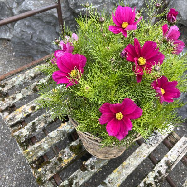 Produktbild Säntispracht Die Kosme,e unser langblühender Sommerhit - Cosmos bipinnatus 'Sonata Carmin' (80 cm)