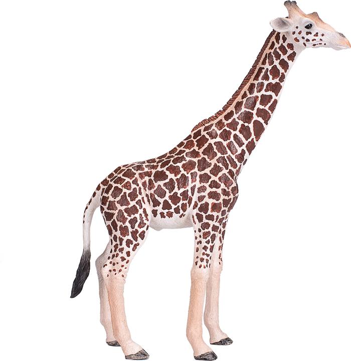 small foot Giraffa del pianeta animale